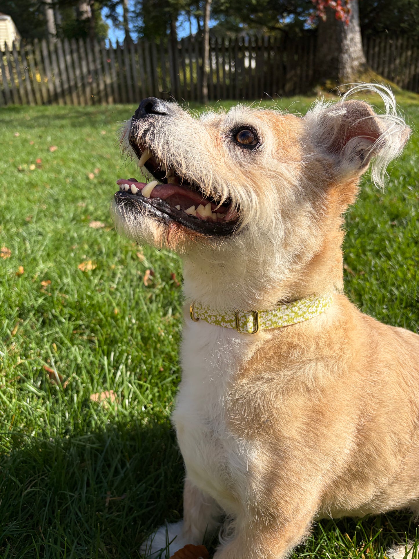 Green Flowers | Dog Collar