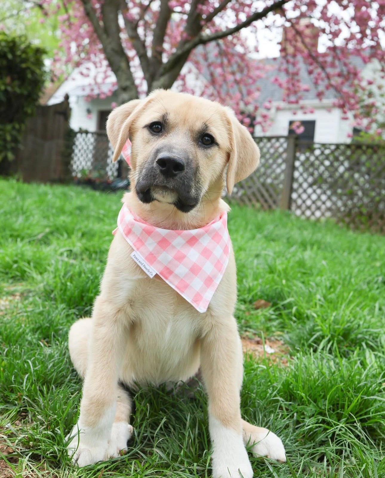 Pink Gingham
