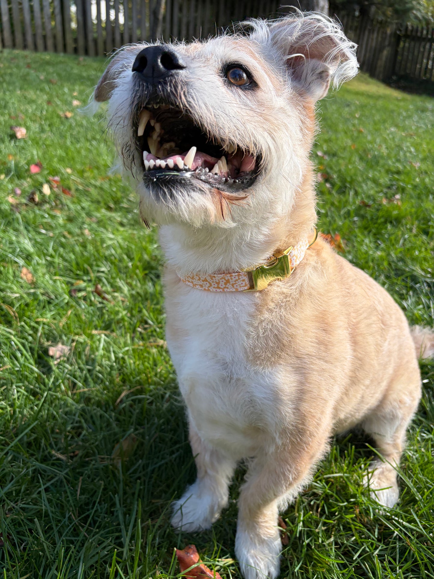 Orange Flowers | Dog Collar