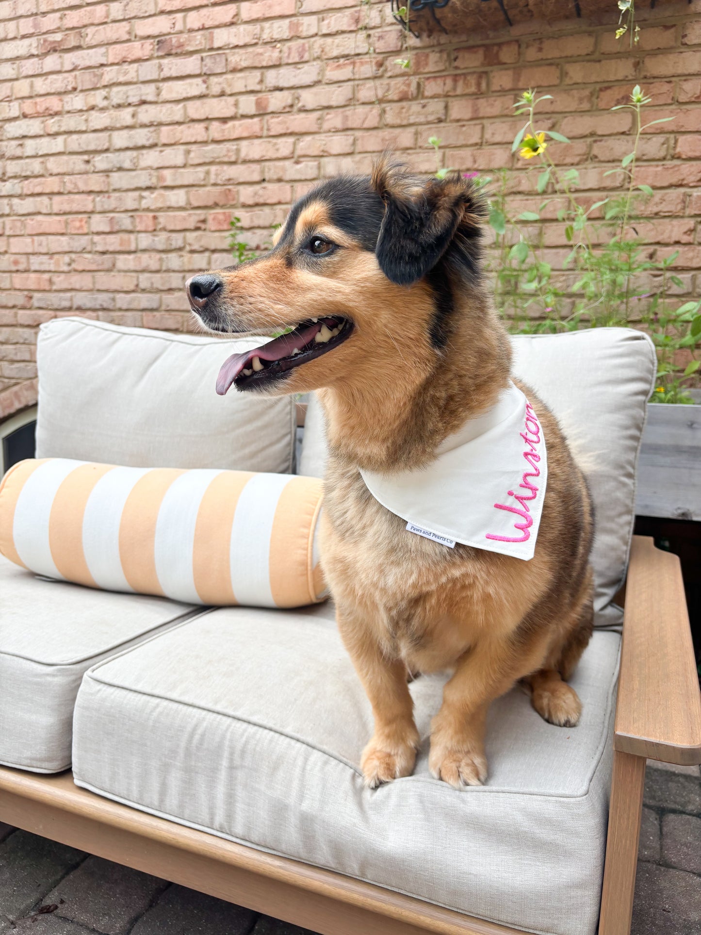 Love Island | Custom Dog Bandana