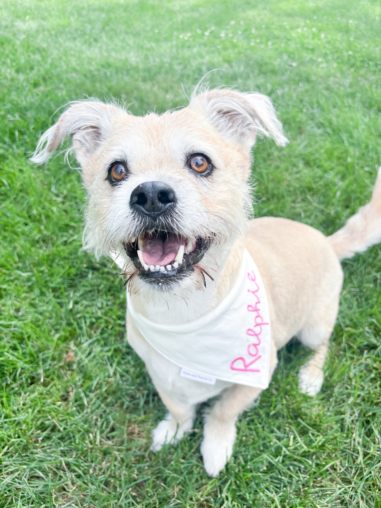 Love Island | Custom Dog Bandana