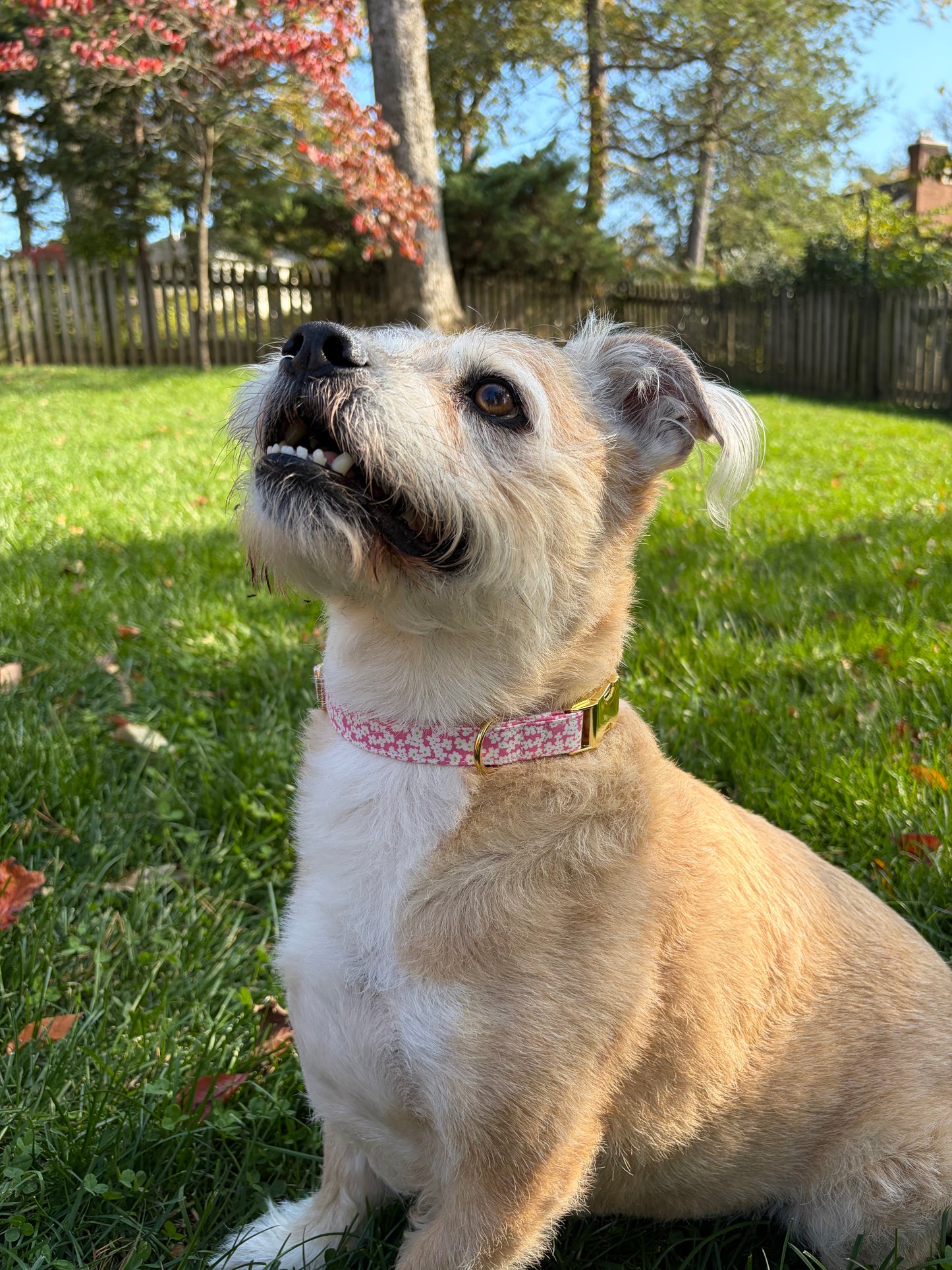 Pink Flowers | Dog Collar