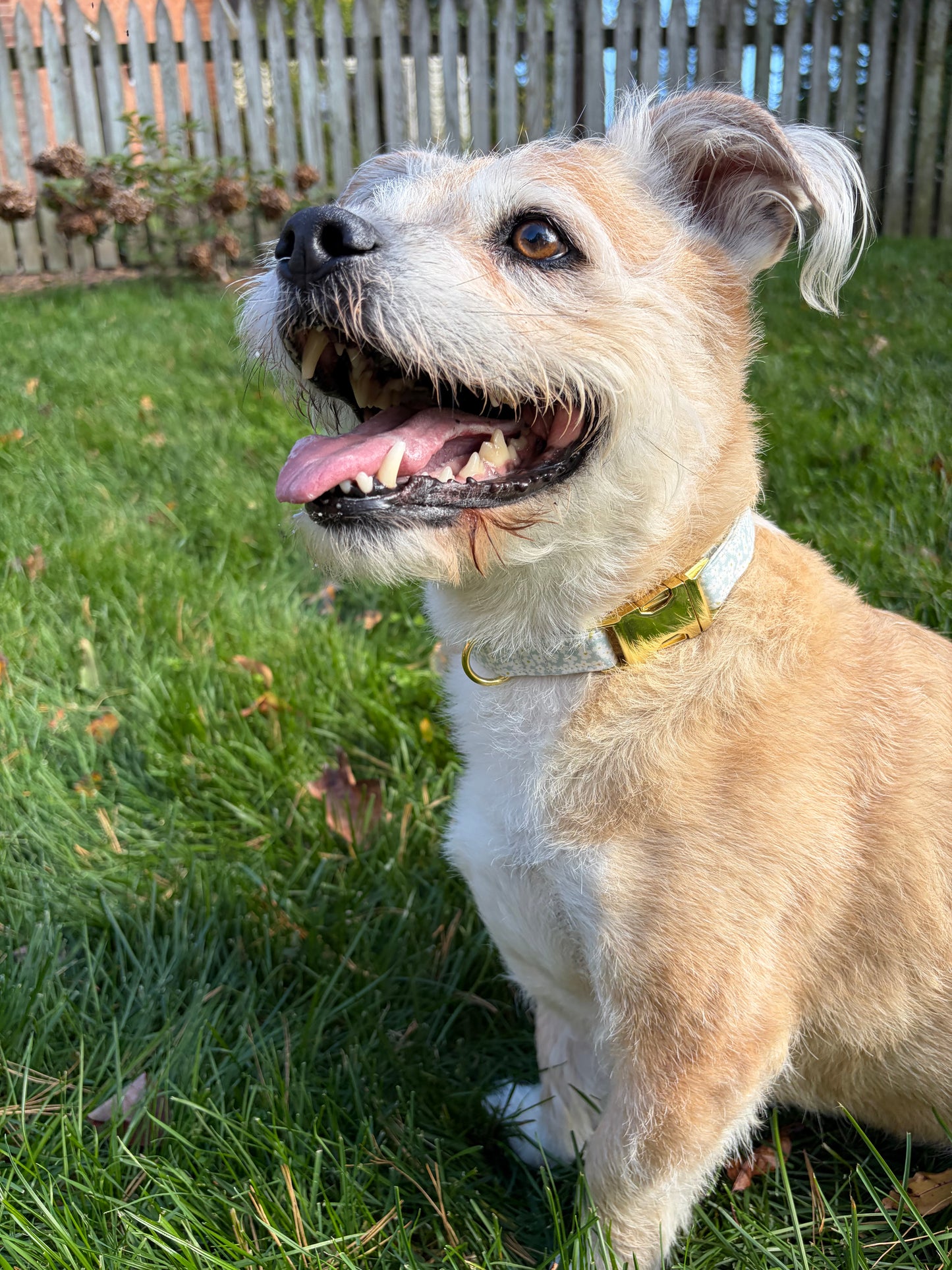 Blue Flowers | Dog Collar